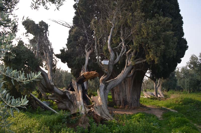 700 yaşındaki ağacı tahrip ettiler galerisi resim 13