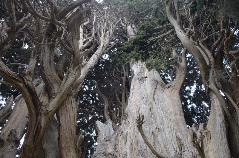 700 yaşındaki ağacı tahrip ettiler galerisi resim 2