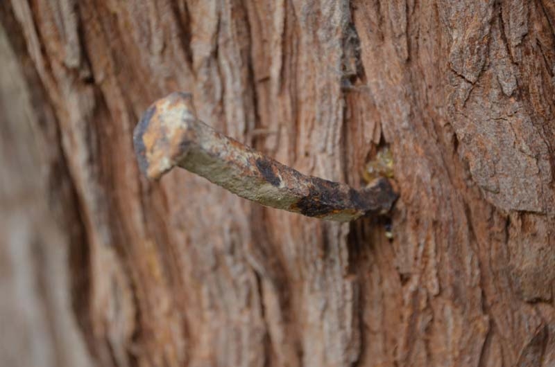 700 yaşındaki ağacı tahrip ettiler galerisi resim 4