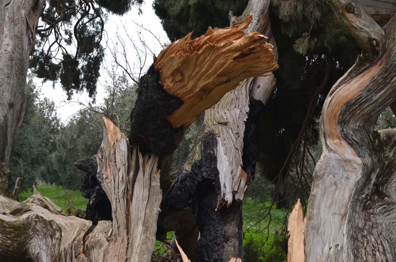 700 yaşındaki ağacı tahrip ettiler galerisi resim 5