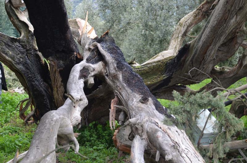 700 yaşındaki ağacı tahrip ettiler galerisi resim 7