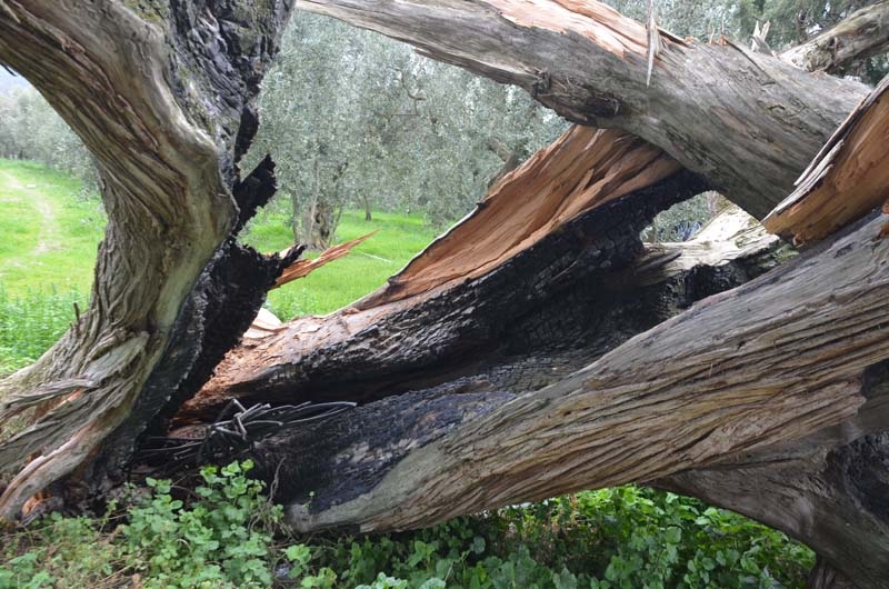 700 yaşındaki ağacı tahrip ettiler galerisi resim 8