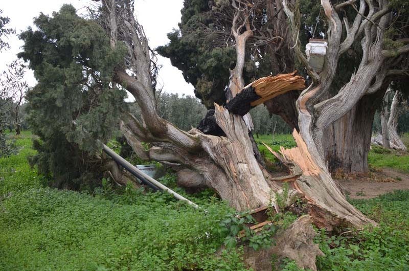 700 yaşındaki ağacı tahrip ettiler galerisi resim 9