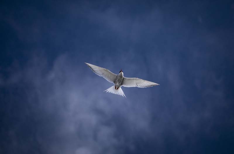 Türk Bilim İnsanları'nın objektifinden Antarktika galerisi resim 1