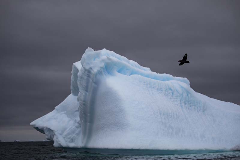 Türk Bilim İnsanları'nın objektifinden Antarktika galerisi resim 10