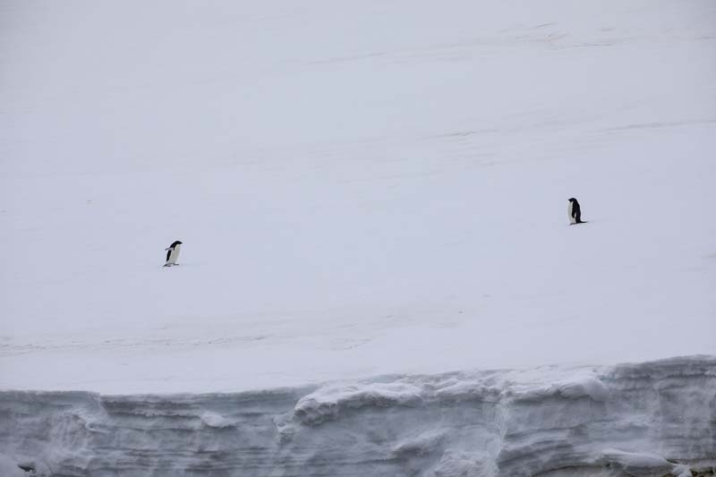 Türk Bilim İnsanları'nın objektifinden Antarktika galerisi resim 12
