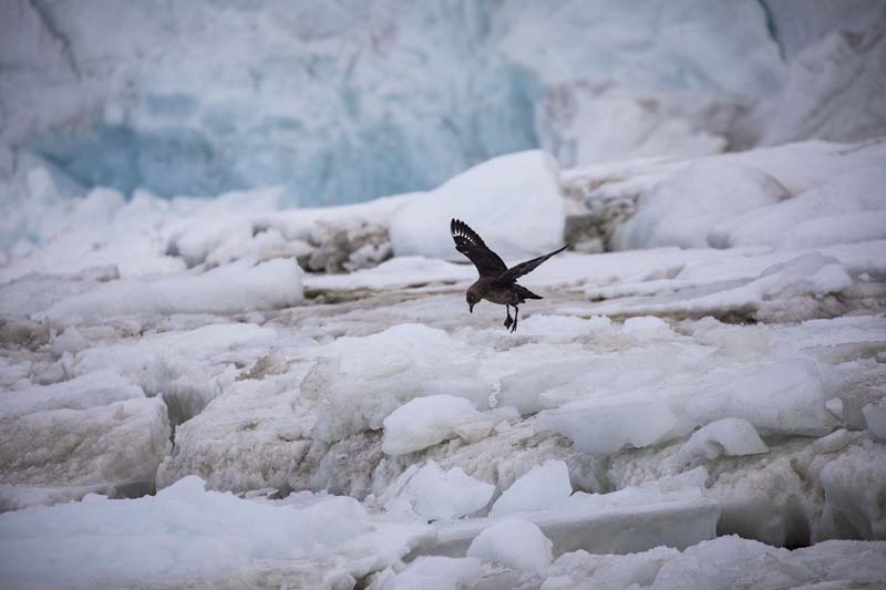 Türk Bilim İnsanları'nın objektifinden Antarktika galerisi resim 13