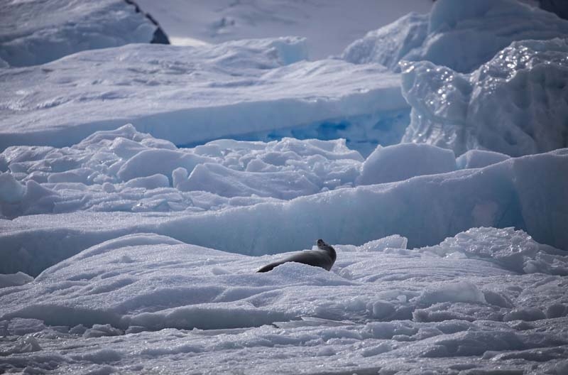 Türk Bilim İnsanları'nın objektifinden Antarktika galerisi resim 20