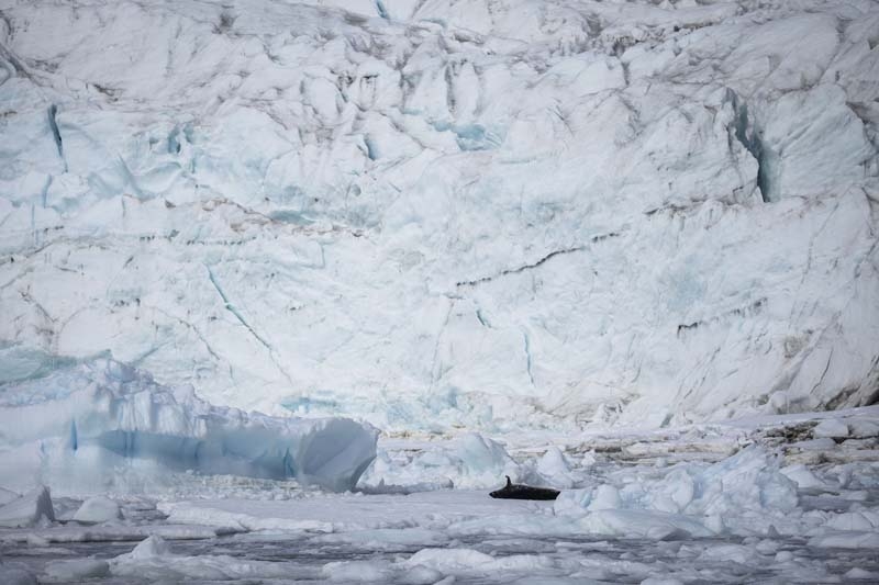 Türk Bilim İnsanları'nın objektifinden Antarktika galerisi resim 21