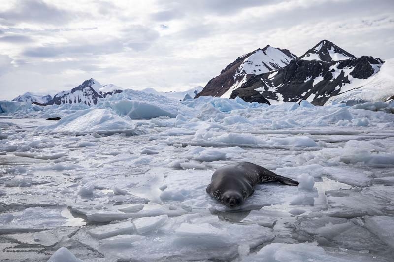 Türk Bilim İnsanları'nın objektifinden Antarktika galerisi resim 23
