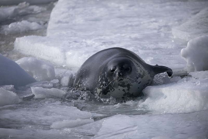 Türk Bilim İnsanları'nın objektifinden Antarktika galerisi resim 25