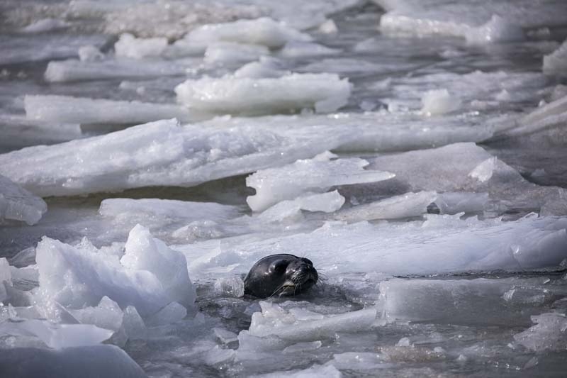 Türk Bilim İnsanları'nın objektifinden Antarktika galerisi resim 26