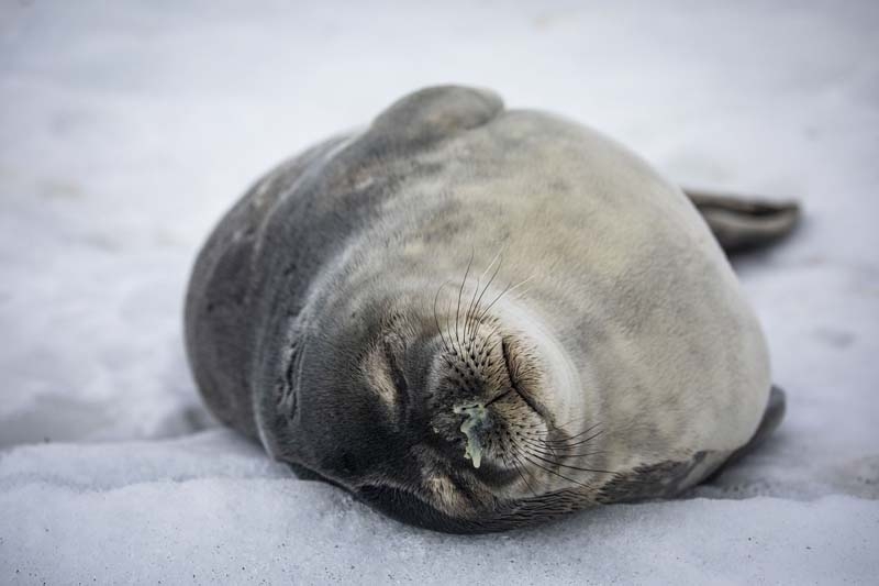 Türk Bilim İnsanları'nın objektifinden Antarktika galerisi resim 27