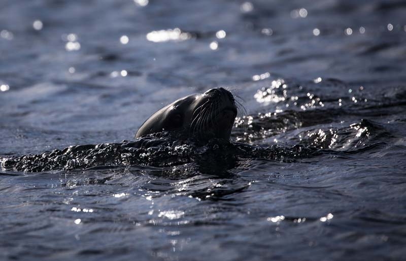 Türk Bilim İnsanları'nın objektifinden Antarktika galerisi resim 29