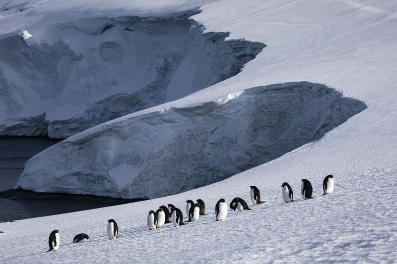 Türk Bilim İnsanları'nın objektifinden Antarktika galerisi resim 3