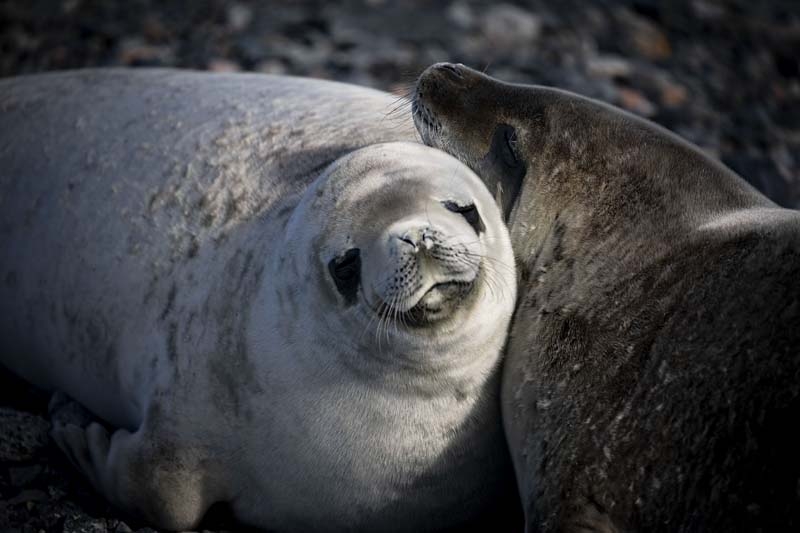 Türk Bilim İnsanları'nın objektifinden Antarktika galerisi resim 30