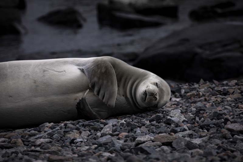 Türk Bilim İnsanları'nın objektifinden Antarktika galerisi resim 33