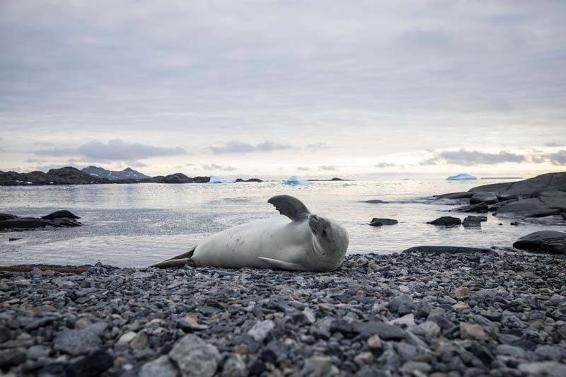 Türk Bilim İnsanları'nın objektifinden Antarktika galerisi resim 34