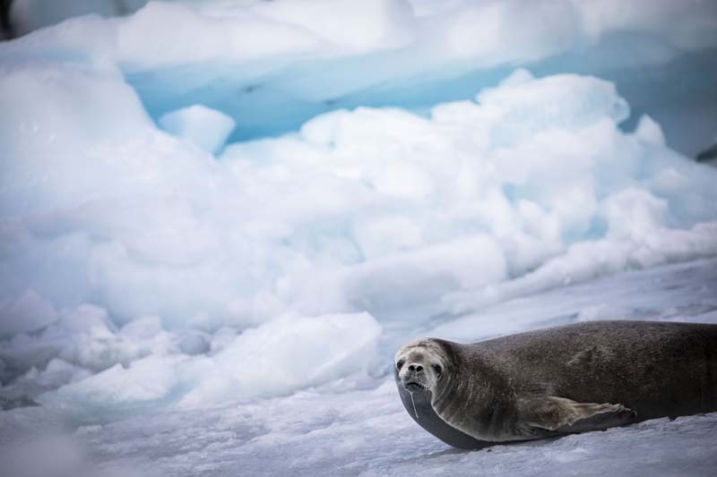 Türk Bilim İnsanları'nın objektifinden Antarktika galerisi resim 35