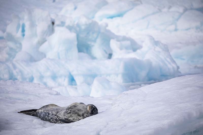Türk Bilim İnsanları'nın objektifinden Antarktika galerisi resim 37