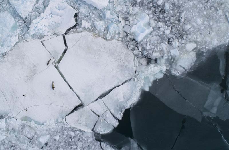 Türk Bilim İnsanları'nın objektifinden Antarktika galerisi resim 38