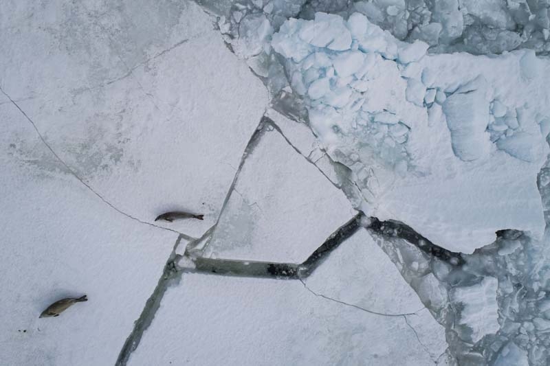 Türk Bilim İnsanları'nın objektifinden Antarktika galerisi resim 39