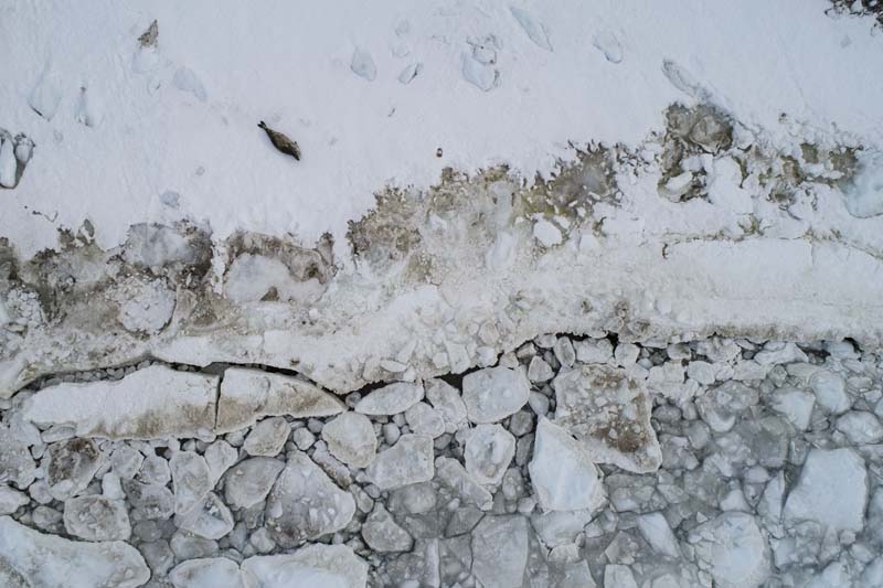 Türk Bilim İnsanları'nın objektifinden Antarktika galerisi resim 44