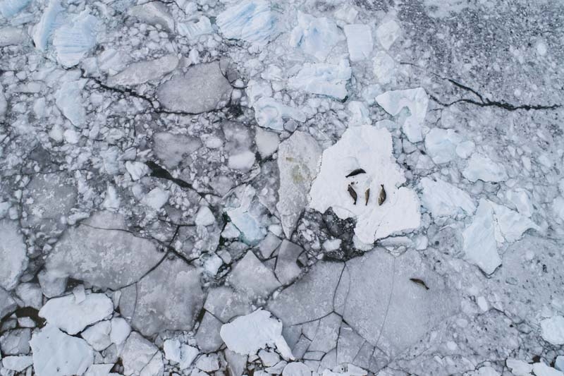 Türk Bilim İnsanları'nın objektifinden Antarktika galerisi resim 47