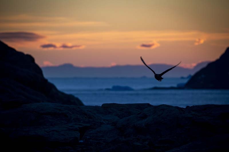 Türk Bilim İnsanları'nın objektifinden Antarktika galerisi resim 48