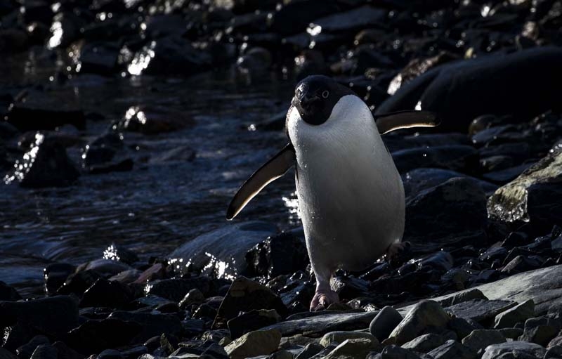 Türk Bilim İnsanları'nın objektifinden Antarktika galerisi resim 5
