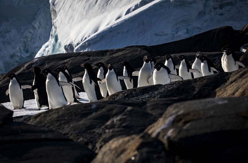 Türk Bilim İnsanları'nın objektifinden Antarktika galerisi resim 6