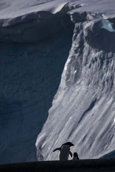 Türk Bilim İnsanları'nın objektifinden Antarktika galerisi resim 8