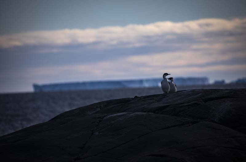 Türk Bilim İnsanları'nın objektifinden Antarktika galerisi resim 9