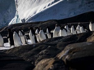 Türk Bilim İnsanları'nın objektifinden Antarktika