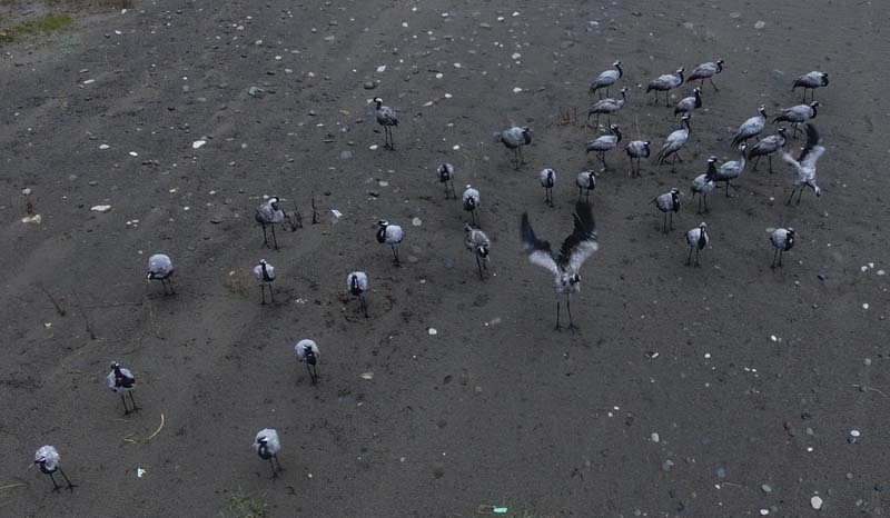 TELLİ TURNALAR GERİ DÖNDÜLER galerisi resim 1