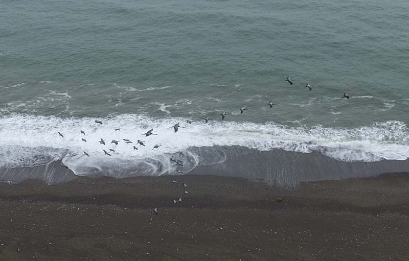 TELLİ TURNALAR GERİ DÖNDÜLER galerisi resim 10