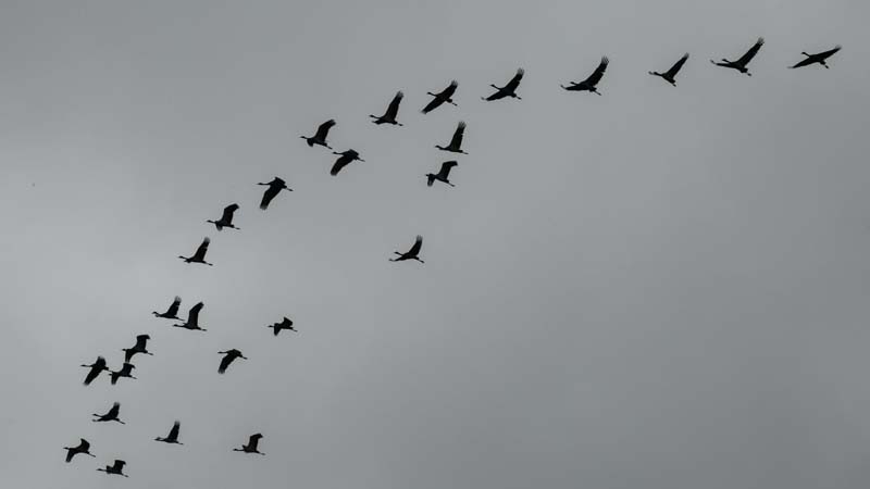 TELLİ TURNALAR GERİ DÖNDÜLER galerisi resim 11