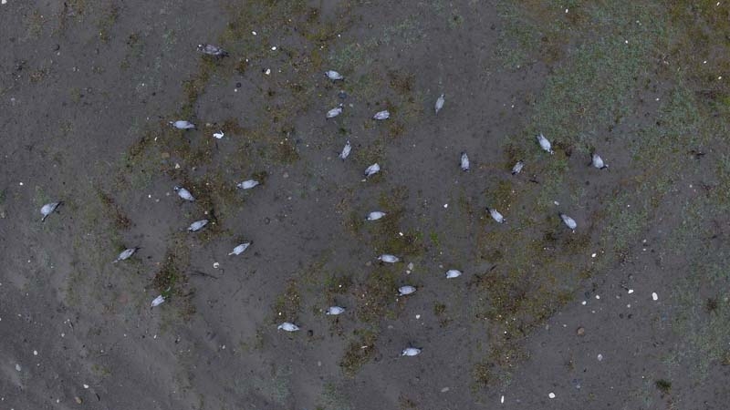 TELLİ TURNALAR GERİ DÖNDÜLER galerisi resim 5