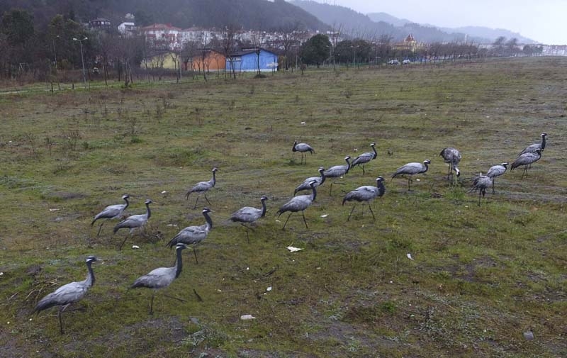 TELLİ TURNALAR GERİ DÖNDÜLER galerisi resim 6