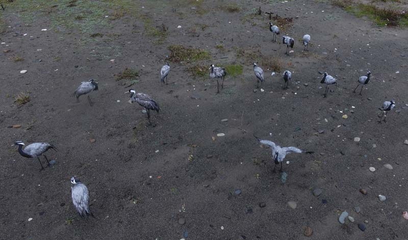 TELLİ TURNALAR GERİ DÖNDÜLER galerisi resim 7