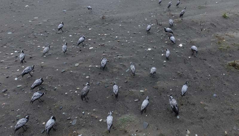 TELLİ TURNALAR GERİ DÖNDÜLER galerisi resim 8