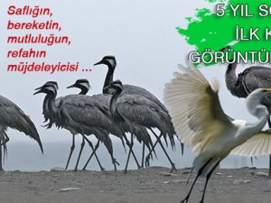 TELLİ TURNALAR GERİ DÖNDÜLER