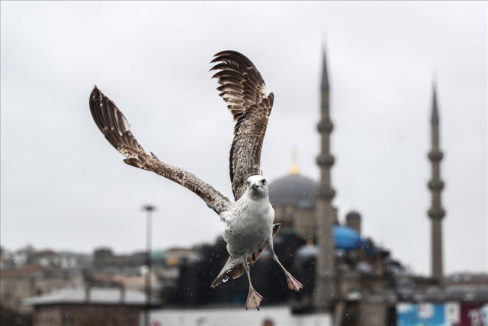 OBJEKTİFLERE TAKILAN BİRBİRİNDEN İLGİNÇ KARELER galerisi resim 14