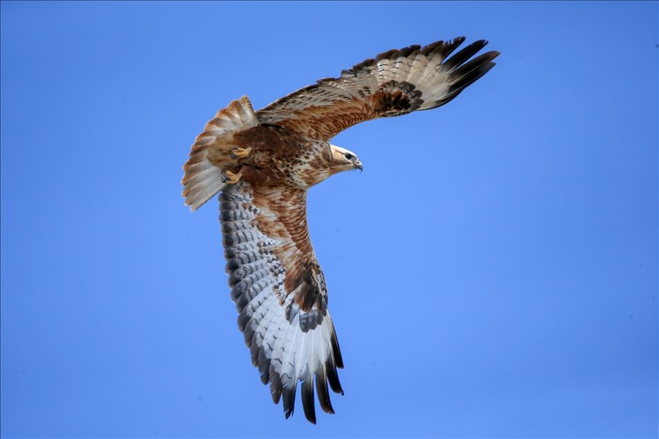 OBJEKTİFLERE TAKILAN BİRBİRİNDEN İLGİNÇ KARELER galerisi resim 27