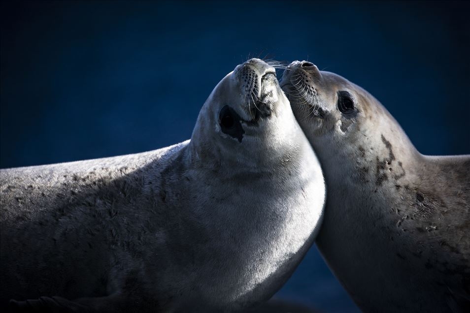OBJEKTİFLERE TAKILAN BİRBİRİNDEN İLGİNÇ KARELER galerisi resim 36
