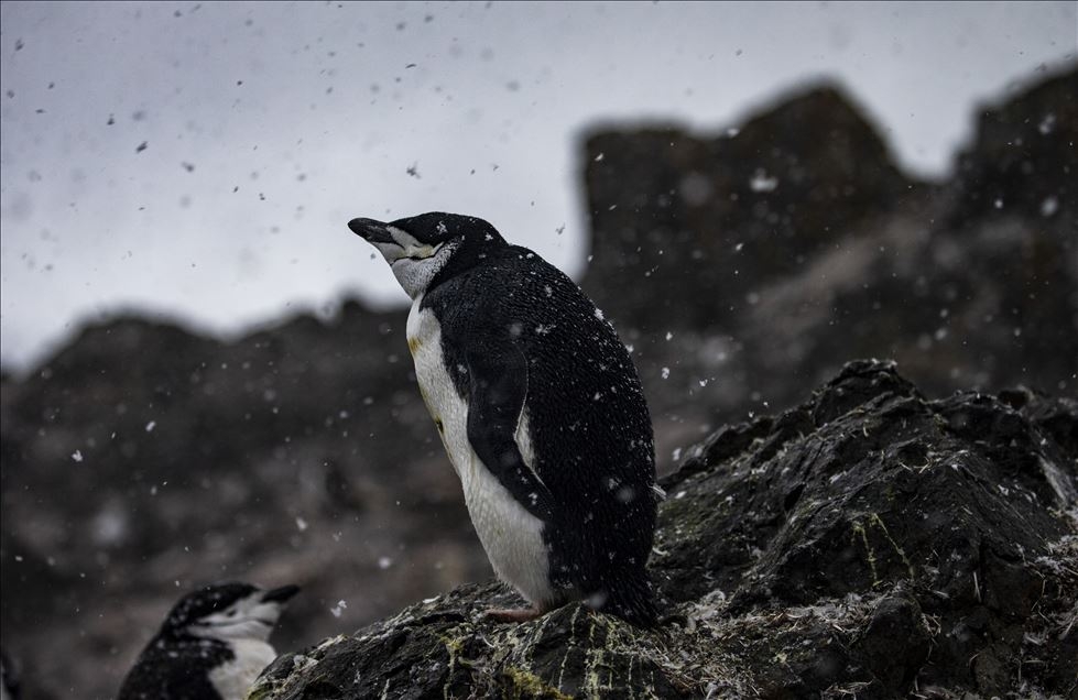 OBJEKTİFLERE TAKILAN BİRBİRİNDEN İLGİNÇ KARELER galerisi resim 9