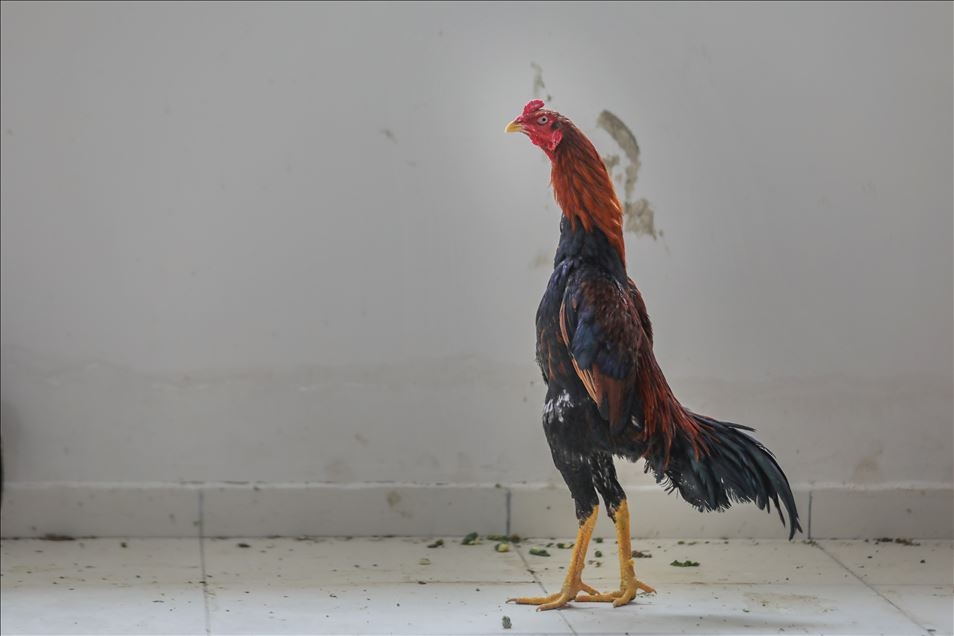 Haftaya damga vuran fotoğraflar (17-23 Mart-2019) galerisi resim 42