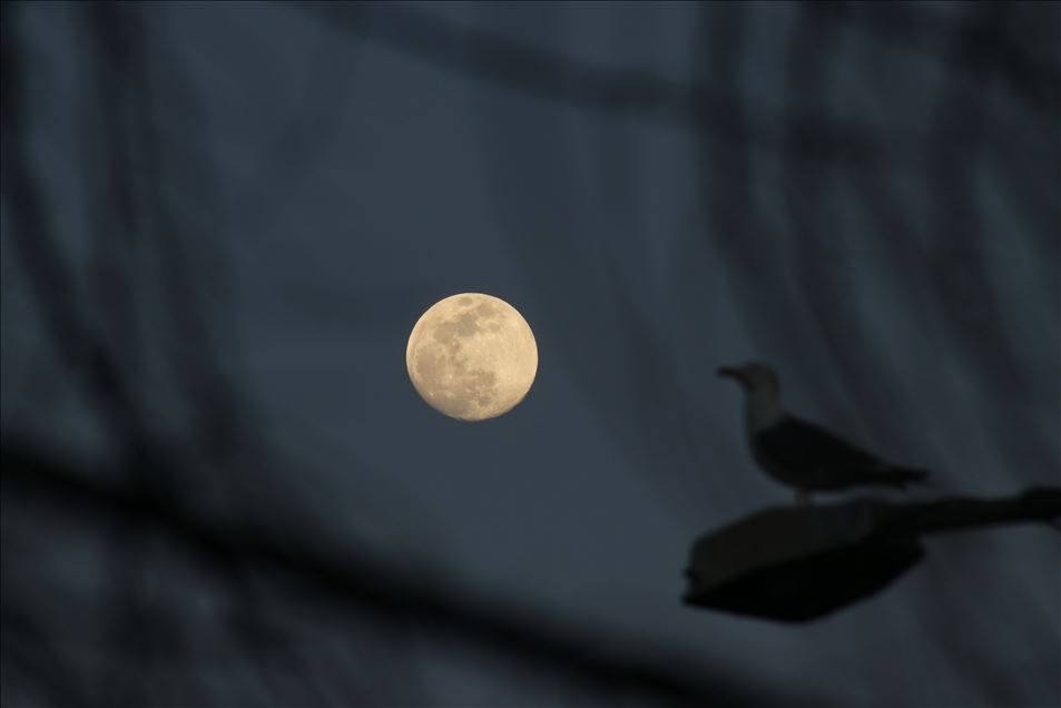 Haftaya damga vuran fotoğraflar (17-23 Mart-2019) galerisi resim 43