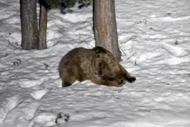 Kış uykusundan uyanan bozayılar çöplüğün yolunu tuttu galerisi resim 10