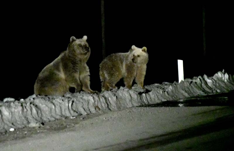 Kış uykusundan uyanan bozayılar çöplüğün yolunu tuttu galerisi resim 2